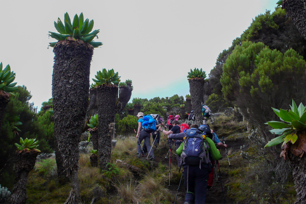 mount-kili12