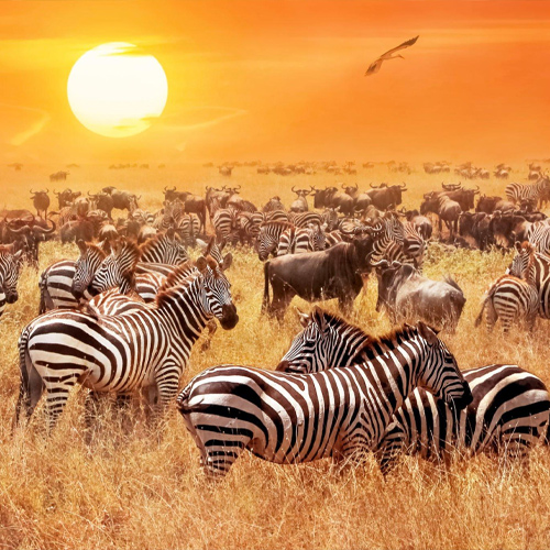 safari1