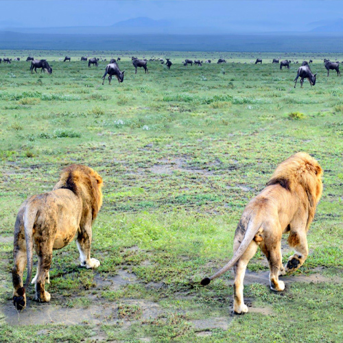 safari10