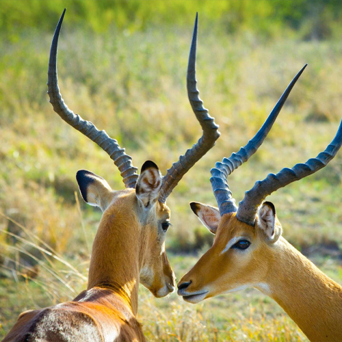 safari12