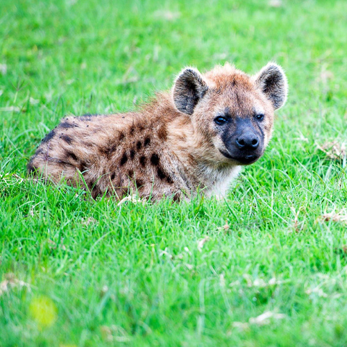 safari16
