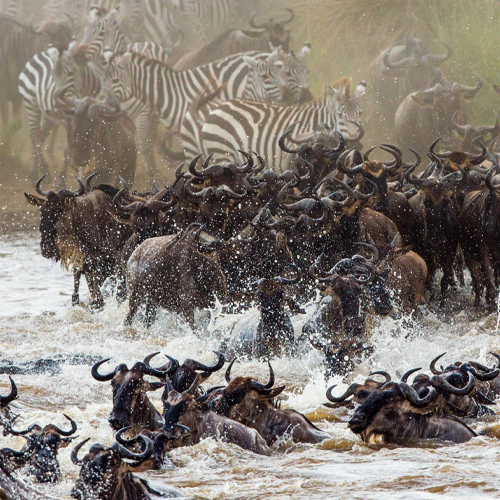 safari18
