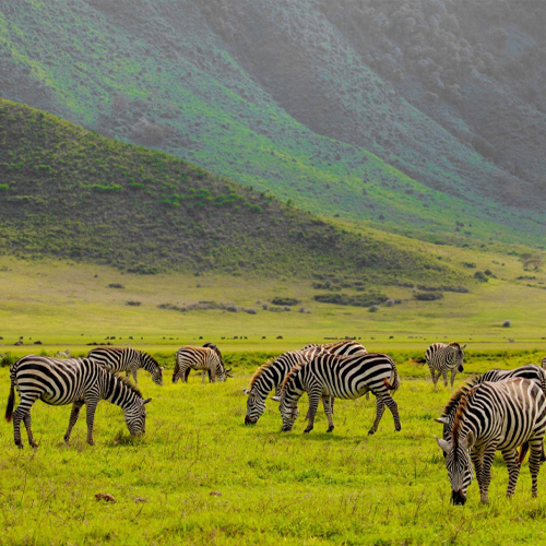 safari4