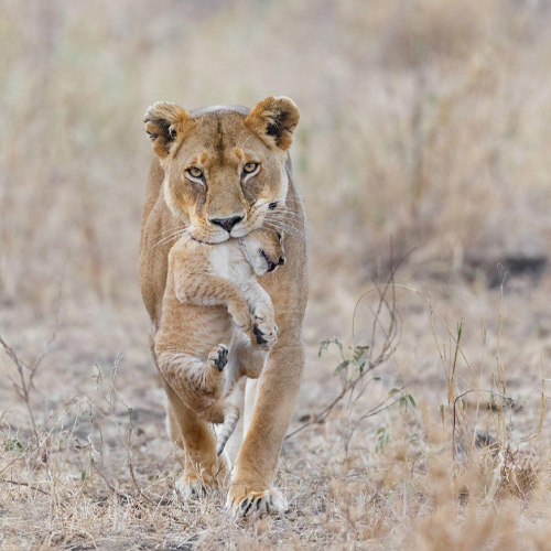 safari7
