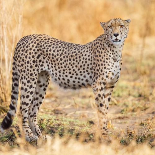 safari9